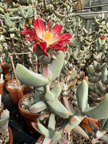 preview Astridia (c.f.) longifolia (L.Bolus) L.Bolus